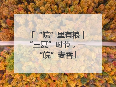 “皖”里有粮｜“三夏”时节，一“皖”麦香