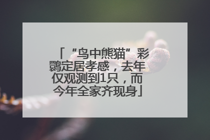 “鸟中熊猫”彩鹮定居孝感，去年仅观测到1只，而今年全家齐现身