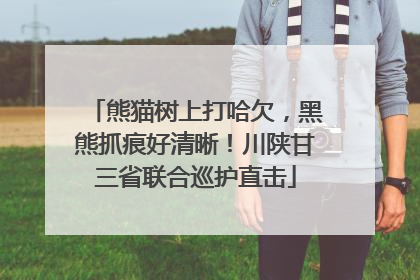 熊猫树上打哈欠，黑熊抓痕好清晰！川陕甘三省联合巡护直击