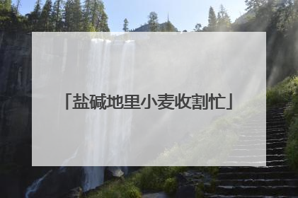 盐碱地里小麦收割忙
