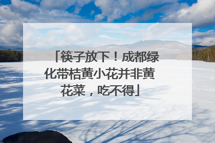 筷子放下！成都绿化带桔黄小花并非黄花菜，吃不得