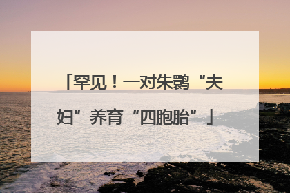 罕见！一对朱鹮“夫妇”养育“四胞胎”