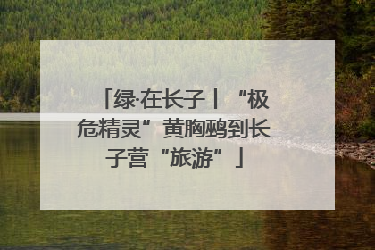 绿·在长子丨“极危精灵”黄胸鹀到长子营“旅游”