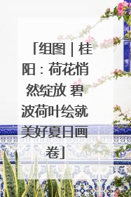 组图｜桂阳：荷花悄然绽放 碧波荷叶绘就美好夏日画卷