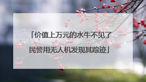 价值上万元的水牛不见了 民警用无人机发现其踪迹