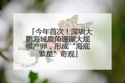 今年首次！深圳大鹏海域鹿角珊瑚大规模产卵，形成“海底繁星”奇观