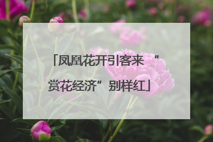 凤凰花开引客来 “赏花经济”别样红