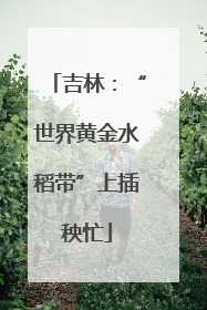 吉林：“世界黄金水稻带”上插秧忙