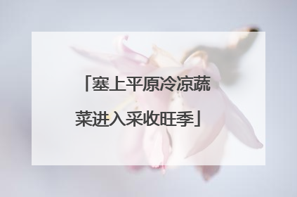 塞上平原冷凉蔬菜进入采收旺季