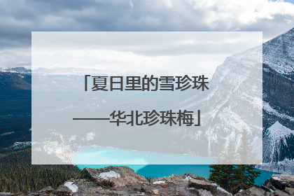 夏日里的雪珍珠——华北珍珠梅
