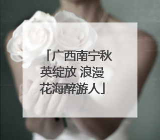 广西南宁秋英绽放 浪漫花海醉游人