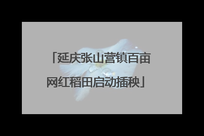 延庆张山营镇百亩网红稻田启动插秧
