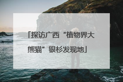 探访广西“植物界大熊猫”银杉发现地