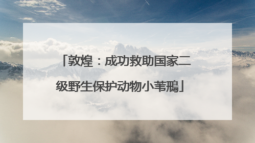 敦煌：成功救助国家二级野生保护动物小苇鳽