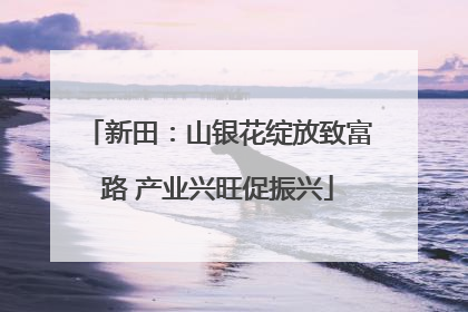 新田：山银花绽放致富路 产业兴旺促振兴