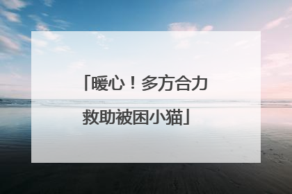 暖心！多方合力救助被困小猫