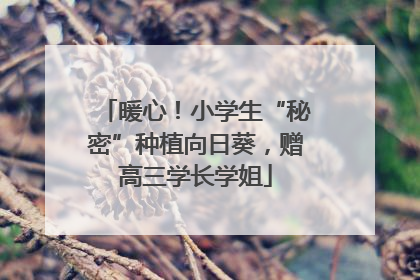 暖心！小学生“秘密”种植向日葵，赠高三学长学姐