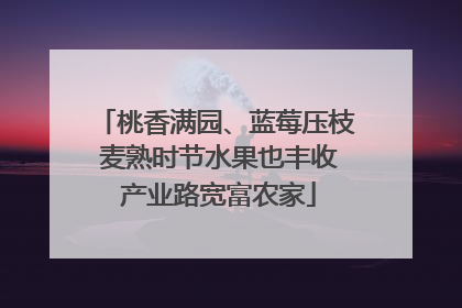 桃香满园、蓝莓压枝 麦熟时节水果也丰收 产业路宽富农家
