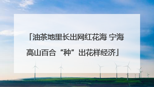 油茶地里长出网红花海 宁海高山百合“种”出花样经济