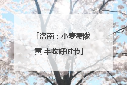 洛南：小麦覆陇黄 丰收好时节
