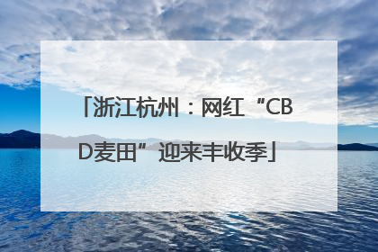 浙江杭州：网红“CBD麦田”迎来丰收季