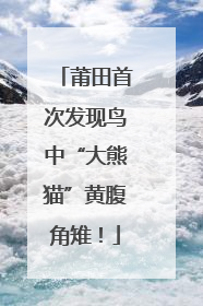 莆田首次发现鸟中“大熊猫”黄腹角雉！