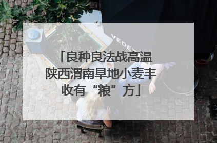 良种良法战高温 陕西渭南旱地小麦丰收有“粮”方