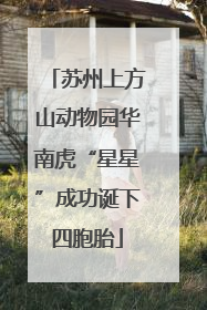 苏州上方山动物园华南虎“星星”成功诞下四胞胎