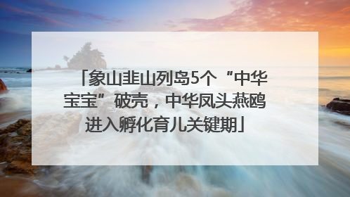 象山韭山列岛5个“中华宝宝”破壳，中华凤头燕鸥进入孵化育儿关键期