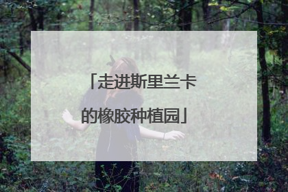 走进斯里兰卡的橡胶种植园