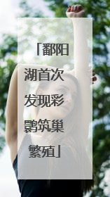 鄱阳湖首次发现彩鹮筑巢繁殖