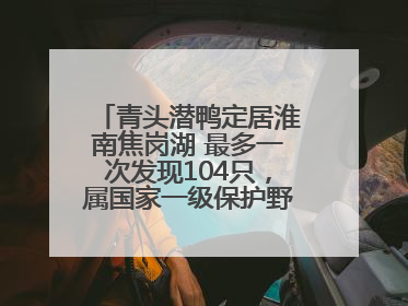 青头潜鸭定居淮南焦岗湖 最多一次发现104只，属国家一级保护野生动物