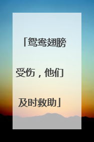鸳鸯翅膀受伤，他们及时救助